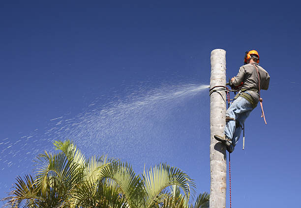 Best Fruit Tree Pruning  in Bensenvle, IL