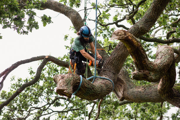 Bensenville, IL Tree Services Company