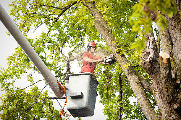 How Our Tree Care Process Works  in  Bensenville, IL